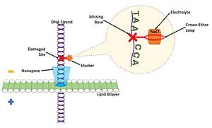 Nanopore detection diagram of DNA damage