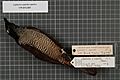 Naturalis Biodiversity Center - RMNH.AVES.22789 1 - Lophorina superba superba (Pennant, 1781) - Paradisaeidae - bird skin specimen