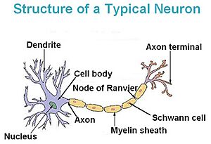 Neuron