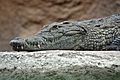 Nile crocodile head