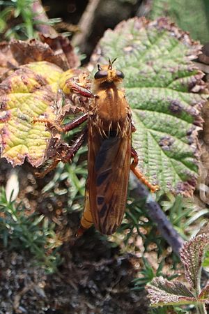 Hornet robberfly Facts for Kids