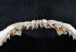 Notorynchus cepedianus upper teeth