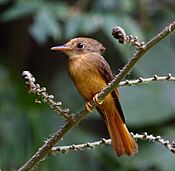 Onychorhynchus swainsoni - Atlantic Royal Flycatcher 02.jpg