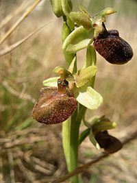Ophrys sphegodes flowers
