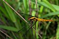 Orthetrum triangulare by Rohit George