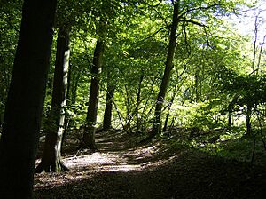 Oveys Wood - geograph.org.uk - 557998