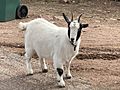 Oxbow Estates, Arizona - Friendly Goat