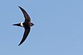 Pacific Swift