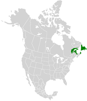 Papilio brevicauda range map.PNG