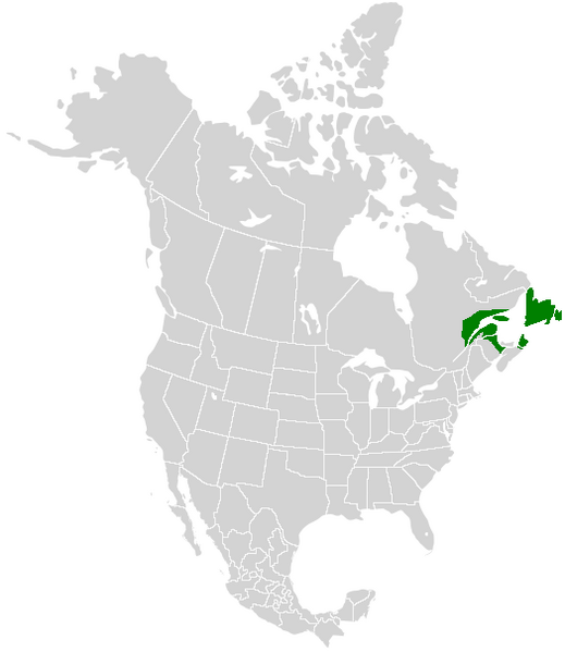 Papilio brevicauda range map