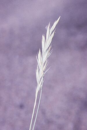 Pascopyrum smithii NRCS-2o