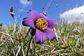 Pasque Flower (Pulsatilla vulgaris) (17022184800)