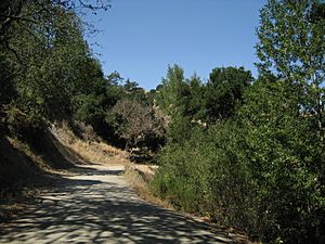 Pathway in Briones Regional Park, California