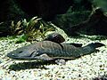 Perrunichthys perruno (zoo Zurich)
