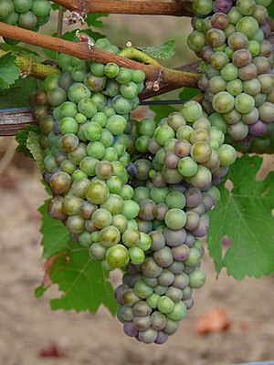 Pinot Noir Grapes - Cristom Vineyard - Oregon in early veraison