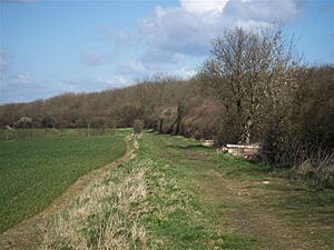 Potton Woods - geograph.org.uk - 372717