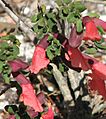 Prostanthera calycina