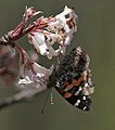 Red Admiral I IMG 7046
