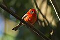 Red Warbler - Sinaloa - Mexico S4E1238 (22444216014)
