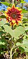 Red sunflower in the sun
