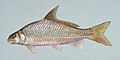 River carpsucker fish carpoides carpio (2)