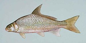 River carpsucker fish carpoides carpio (2)