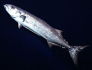 Ruvettus pretiosus Oilfish Natural