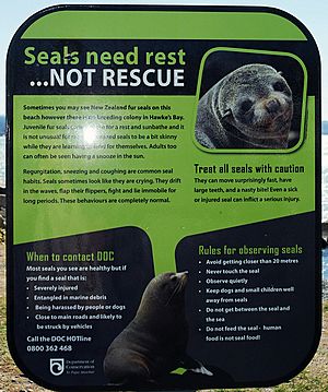 Seals napier