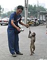 Shanghai-monkey