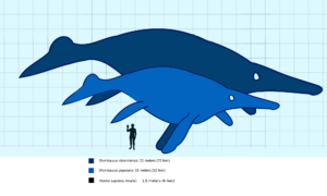 Shonisaurus compared to a human