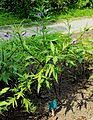 Solanum laciniatum Prague 2017 1