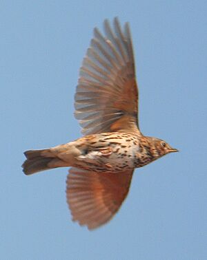 Song Thrush (Turdus philomelos) in flight