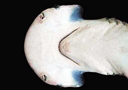 Sphyrna tiburo head