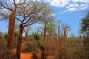 Spiny Forest Ifaty Madagascar