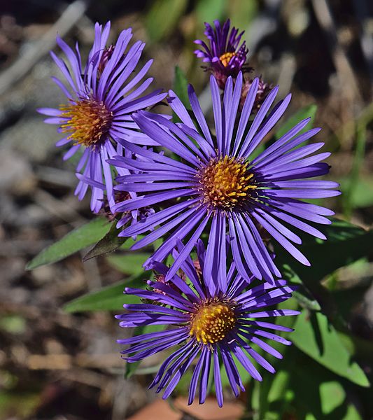 Symphyotrichum novae-angliae3