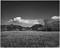 Taos County, New Mexico. Small field at Arroyo Seco - NARA - 521851