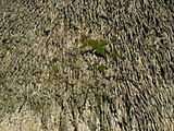 Thatched Roof Moss