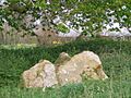 The Devil's Bed and Bolster - geograph.org.uk - 450582