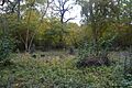 Thorpe Wood 4
