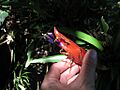 Tillandsia multicaulis (TS) 2-06995