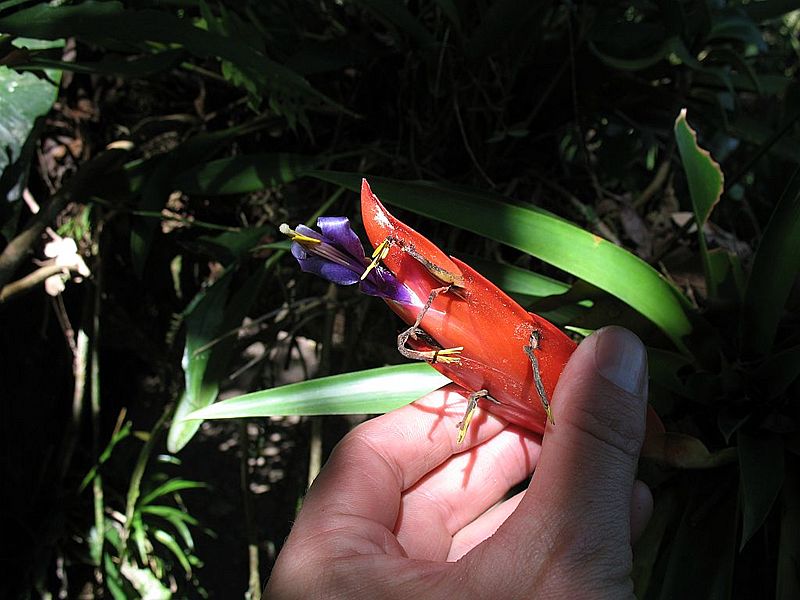 Tillandsia multicaulis (TS) 2-06995