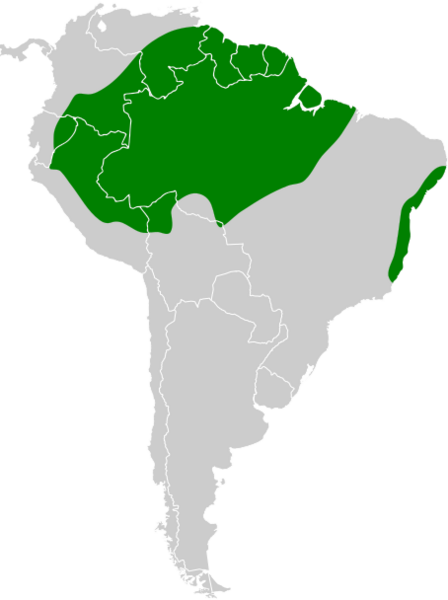 Tolmomyias poliocephalus map