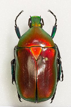 Torynorrhina flammea (UR1).jpg