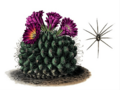 Turbinicarpus horripilus T6