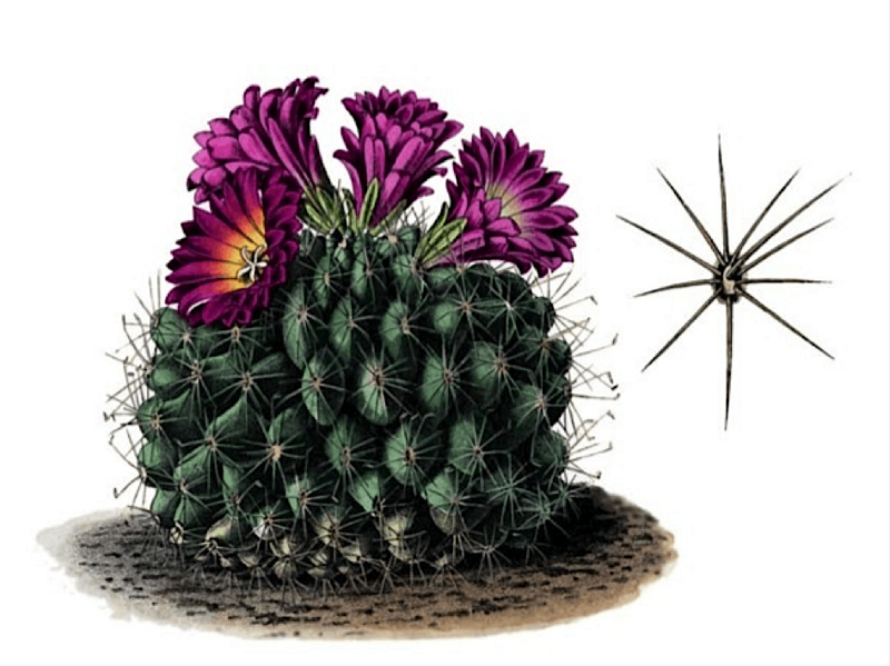 Turbinicarpus horripilus T6