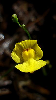 Utricularia gibba flower 01