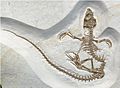 Vadasaurus herzogi holotype (fossil)