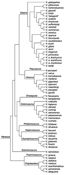Varanus phylogeny Brennan 2020