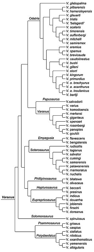 Varanus phylogeny Brennan 2020.jpg