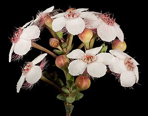 Verticordia habrantha - Flickr - Kevin Thiele.jpg